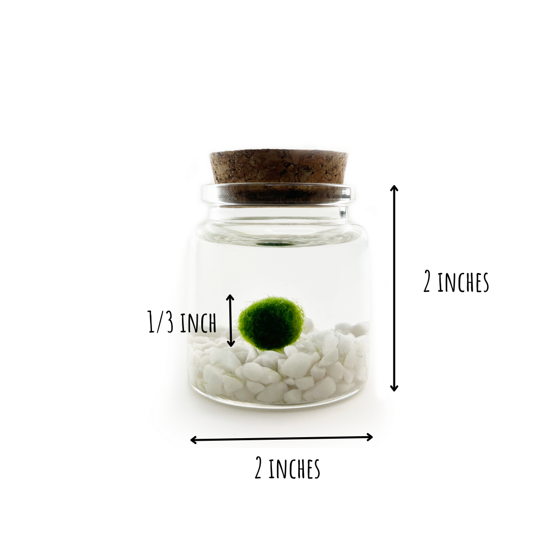 Moss Amigos | Moss Ball Terrariums - Wholesale Live Plant - Classic Small Marimo Moss Ball Terrarium4