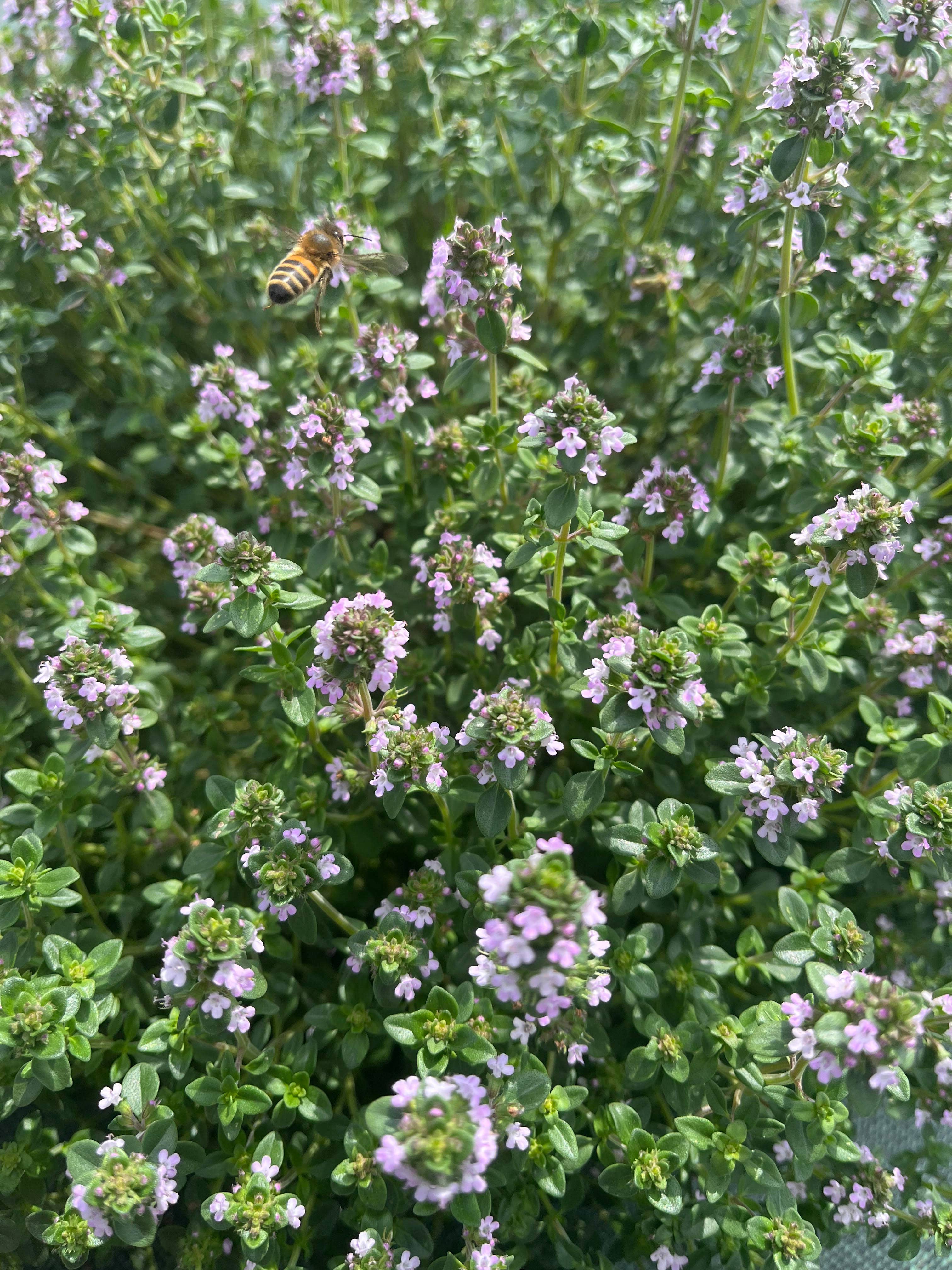 La Ferme Saint-Sylvain - Wholesale Health/Detox Tea - Lemon Thyme - Organic Herbal Tea1