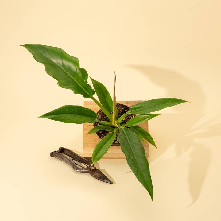 BWH Plant Co - Wholesale Live Plant - 4" Philodendron 'Jungle Boogie'