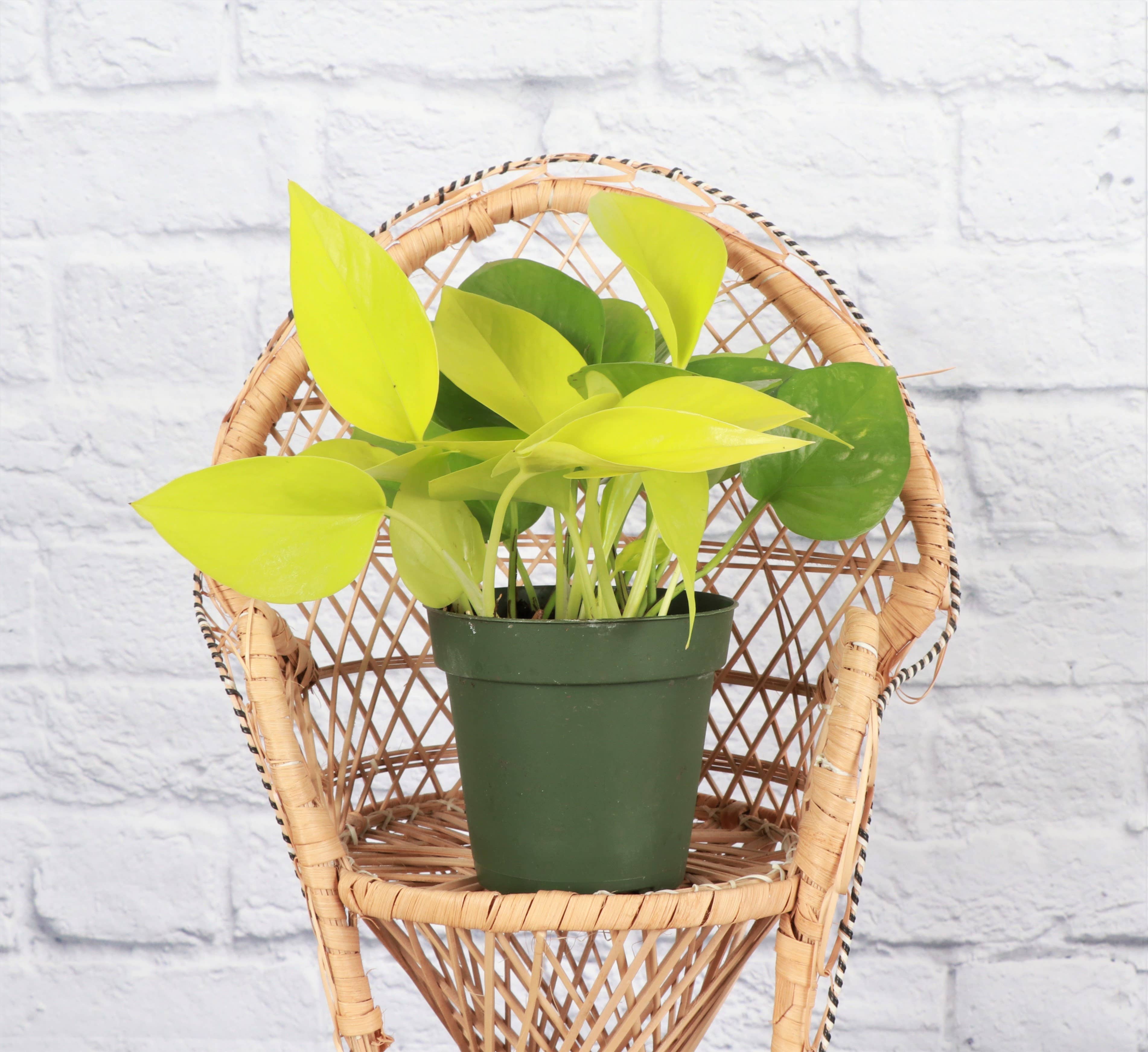 Thorsen's Greenhouse - Wholesale Live Plant - Neon Pothos Plant - Live Plant6