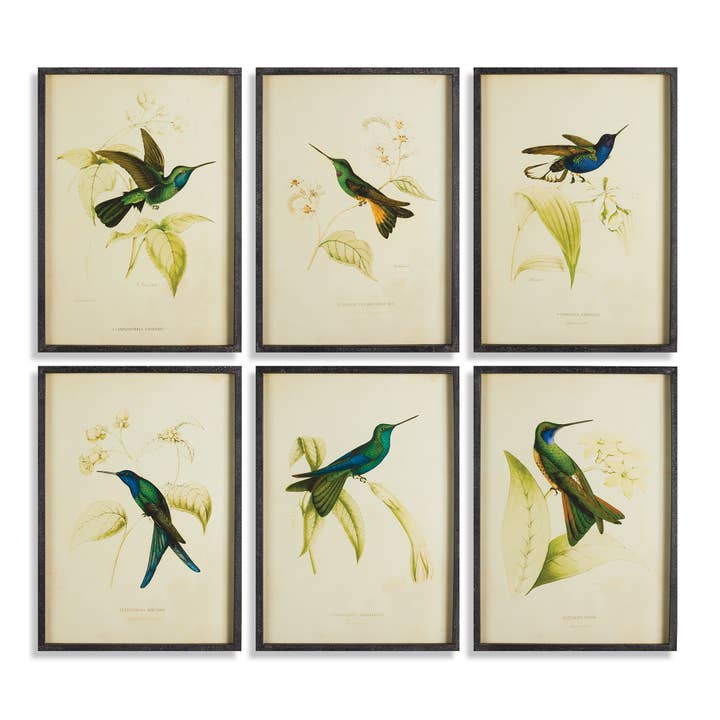 Napa Home & Garden - Venta al por mayor Conjunto de galería de pared - Estampados de colibrí, juego de 6