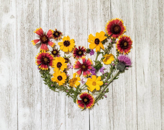 Pollinators and Blooms - Wholesale Plant Seeds - Wildflowers seed balls - easy to grow pollinator garden3