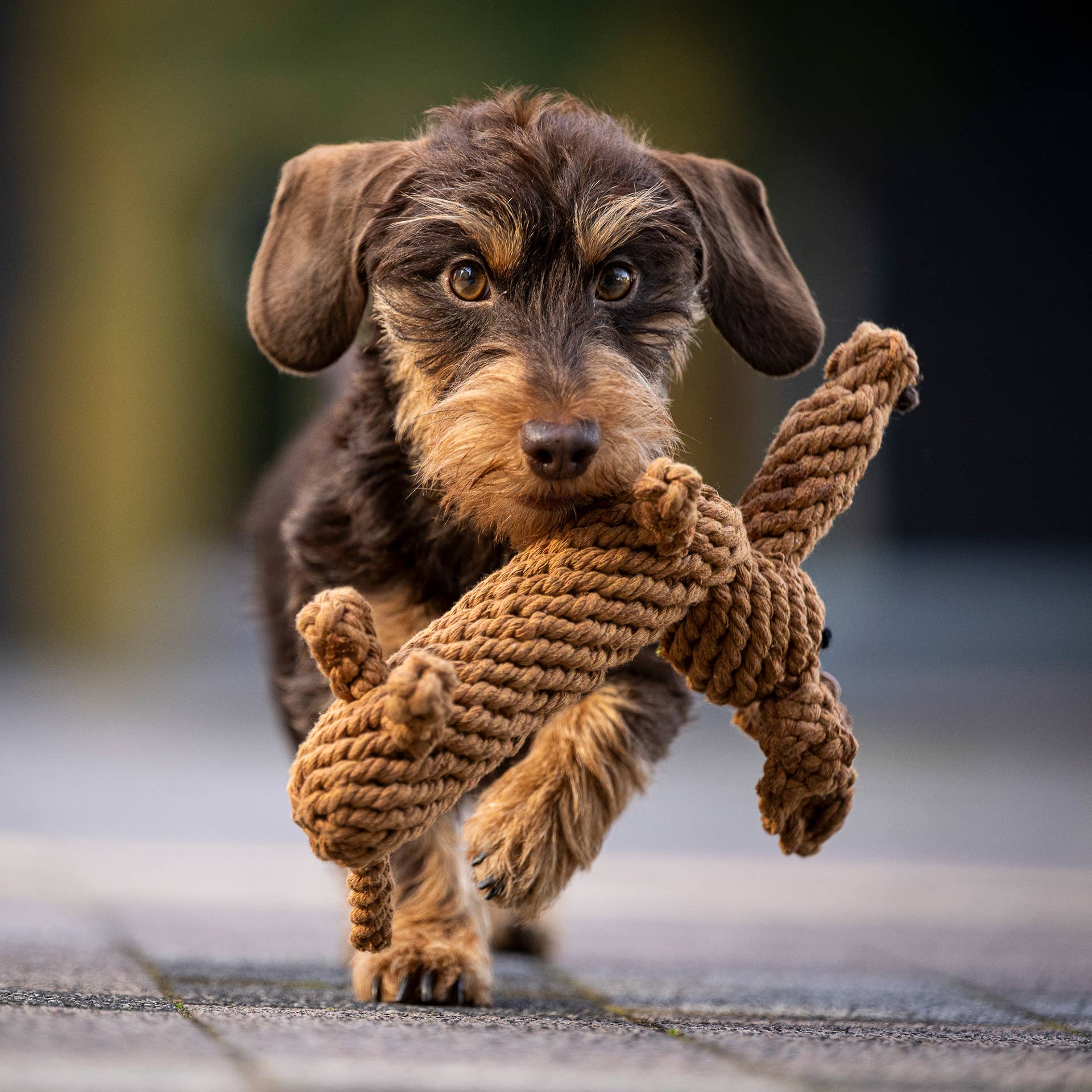 LABONI - Volentis GmbH - Wholesale Pet Chew Toy - Dog - DIEGO DACKEL – The Trend Toy Every Dog Wants9