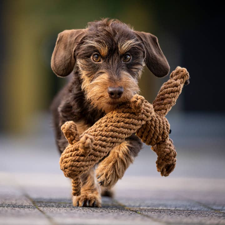 LABONI - Volentis GmbH - Wholesale Pet Chew Toy - Dog - DIEGO DACKEL – The Trend Toy Every Dog Wants9