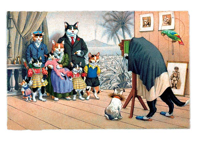 Laughing Elephant - Wholesale Postcard - Delightfully Dressed Cats - Everyday Boxed Postcards33