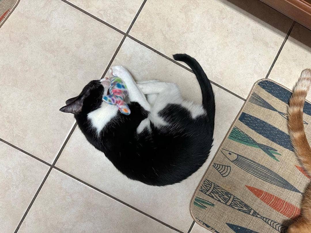 Superb Snuffles - Wholesale Pet Toy - Cat - Catnip Toy6