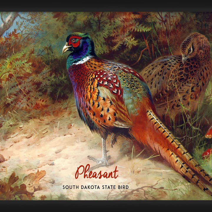 Fheasant Décoration murale encadrée 45,7 x 20" pour la vente par PTM Images