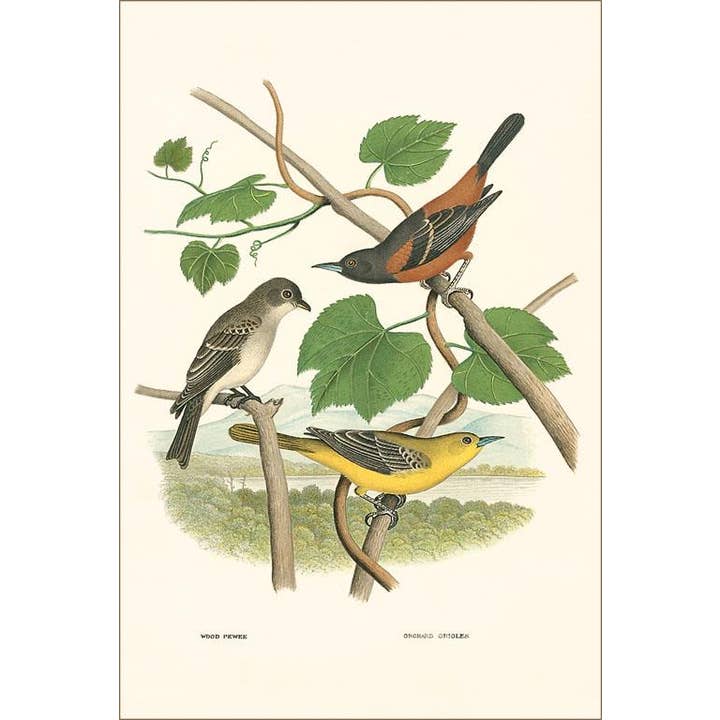 Postal BD-188 Ilustración de Ornitología para venta al por mayor de Found Image Press