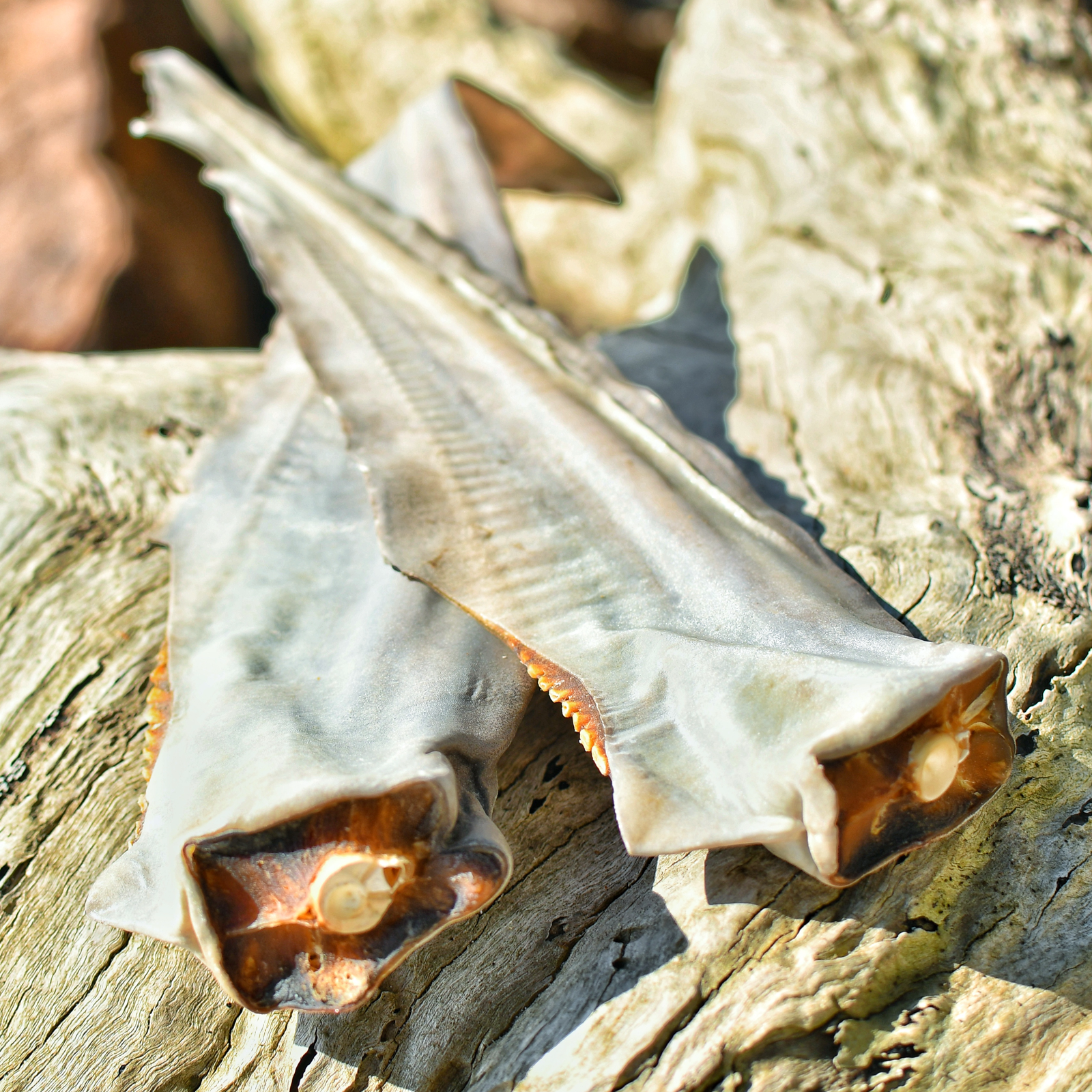 Rover Pet Products – wholesale Pet treats – Dog – Gone Fishn' - Shark Tails9