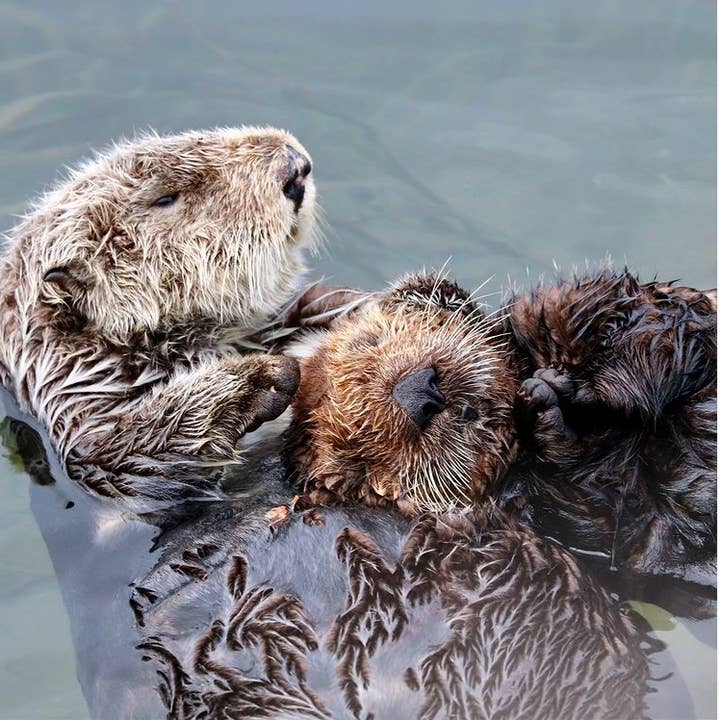 MARINE LIFE RESCUE PROJECT - Venta al por mayor Peluche - Niños y bebés - Peluche River Otter con camilla de rescate5