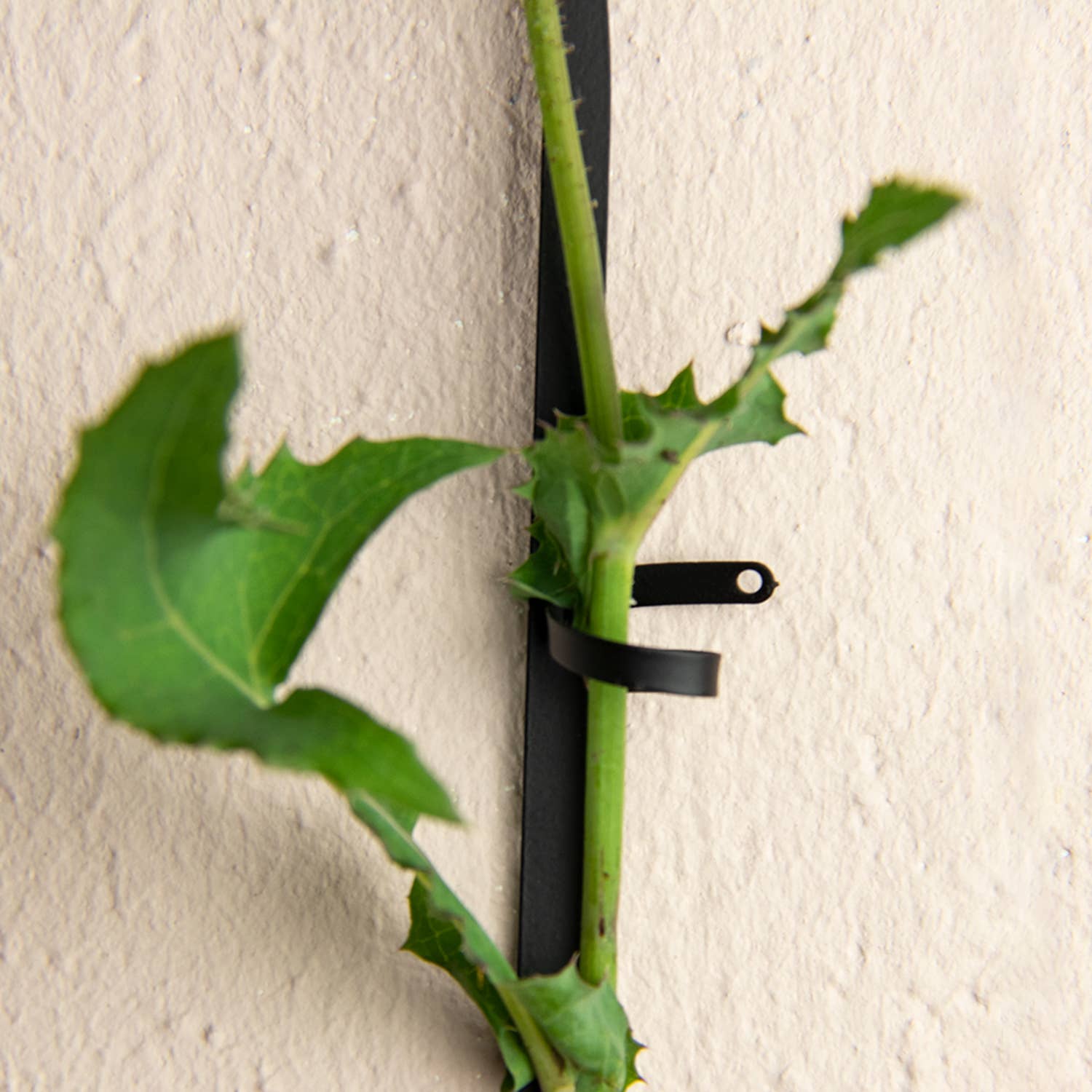 Botanopia - gifts , decor and cards for plant lovers - Wholesale Trellis - Black Brass Chain - Plant Support for climbing plants9