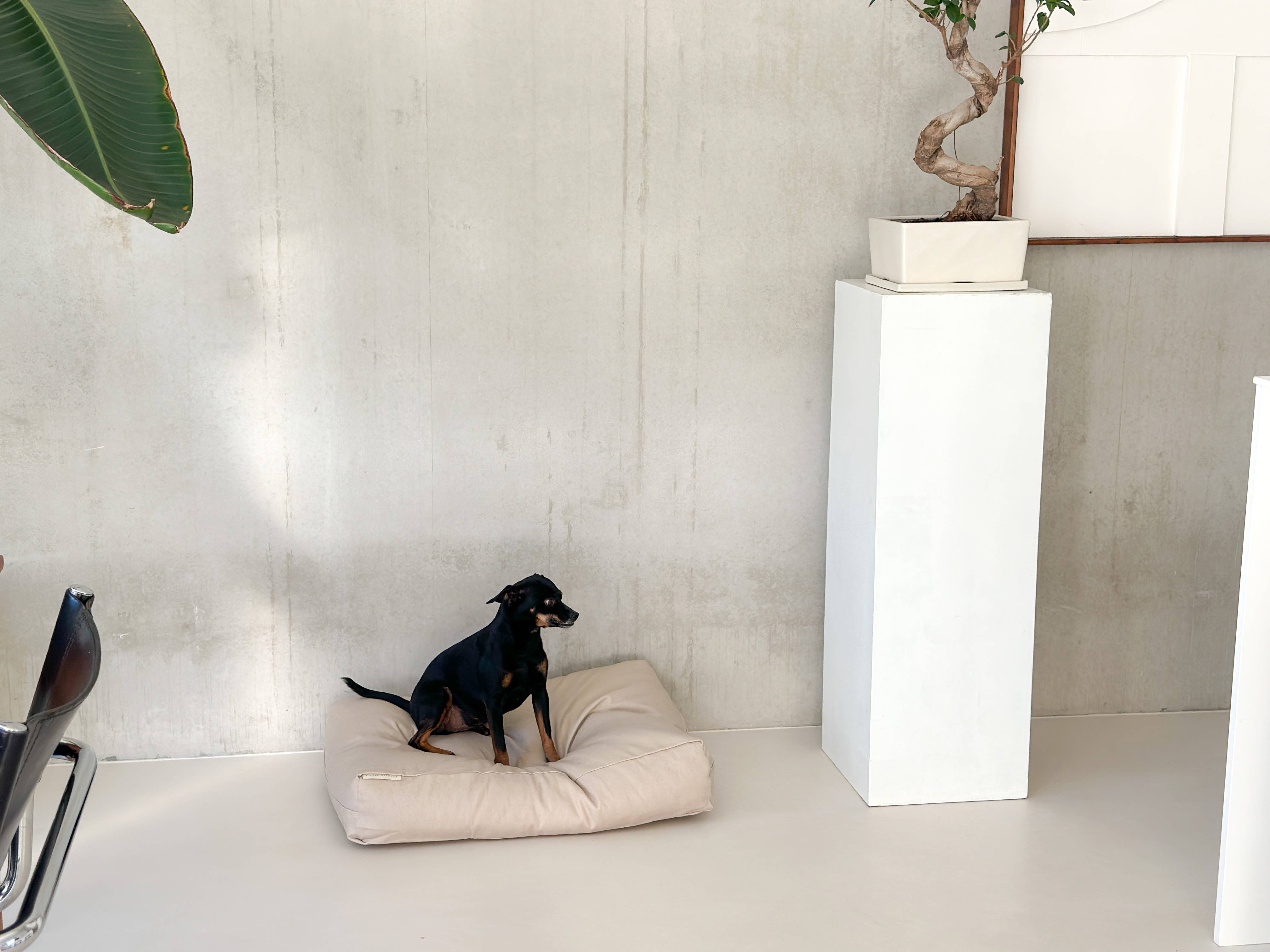 STUDIO ANIMAUX - Wholesale Pet Pillow - Dog - Dog pillow | cotton | EPS pearl filling | vanilla | size S4
