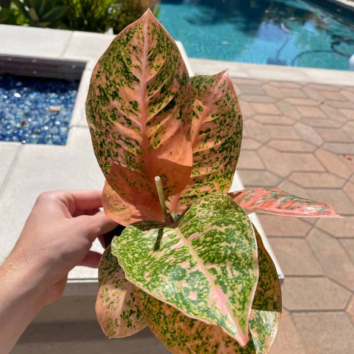 Plant Vault - Wholesale Live Plant - Aglaonema Orange Stardust