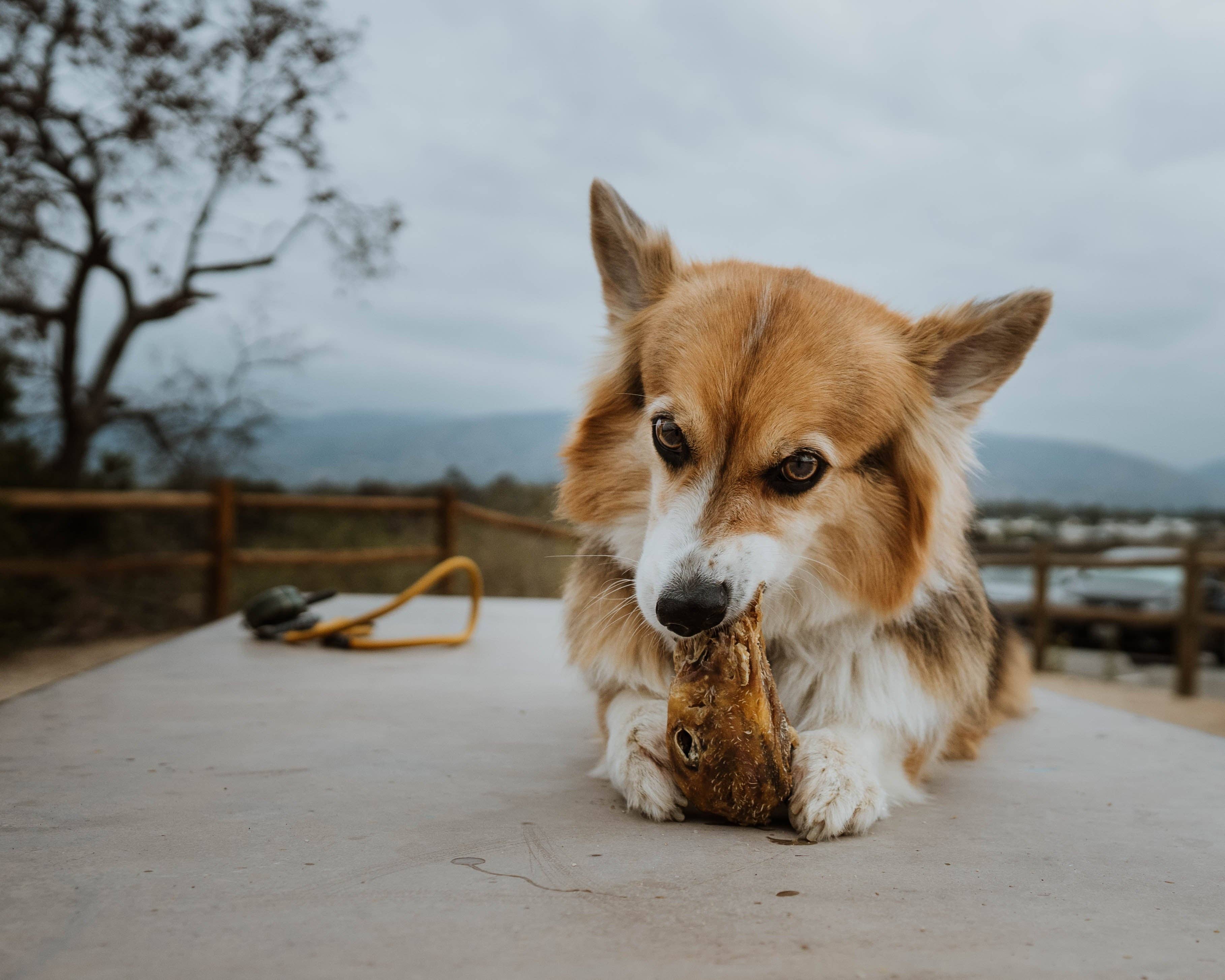 Wild n Fresh Treats – wholesale Pet treats – Dog – Dehydrated Duck Heads3