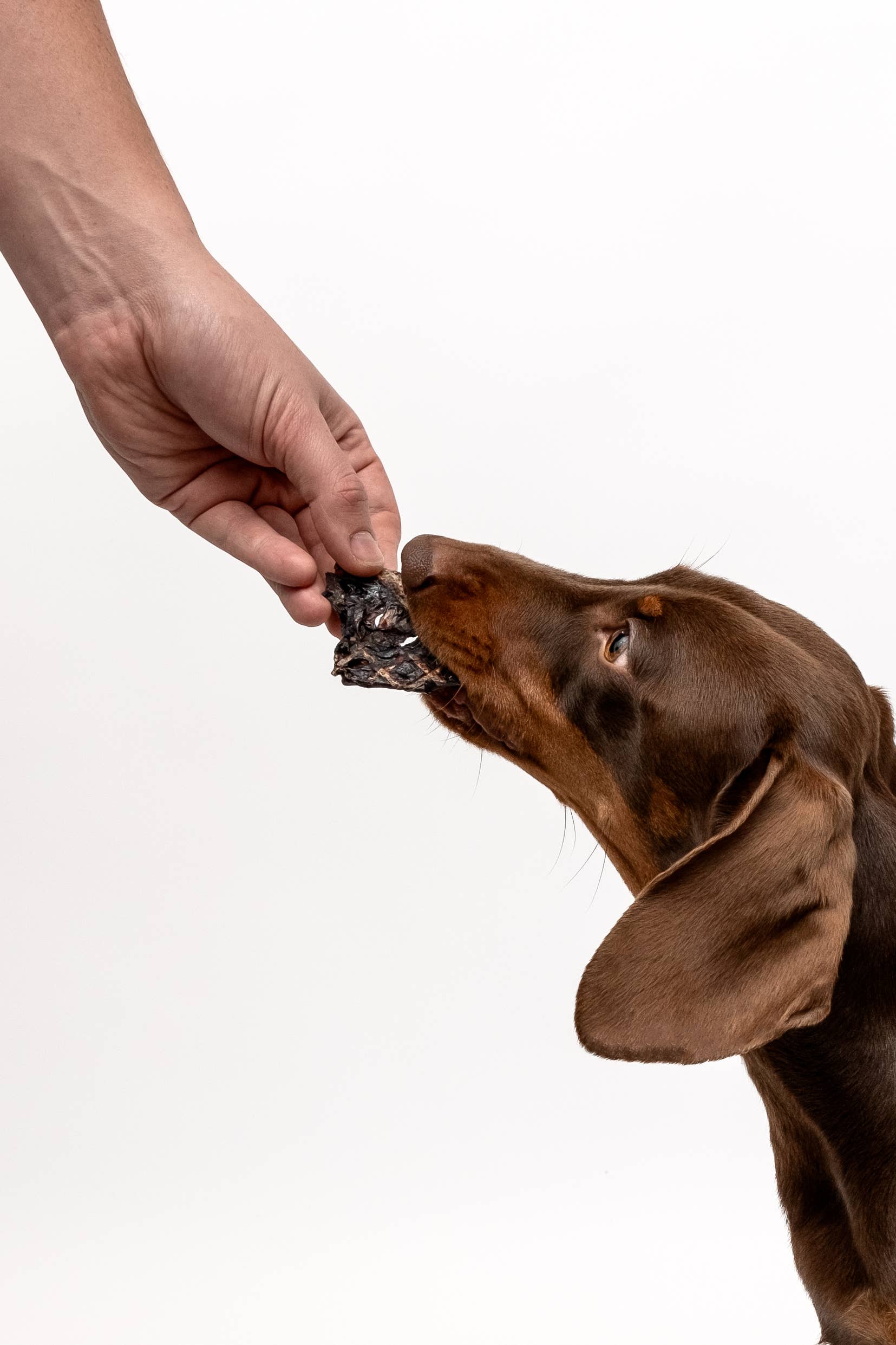 Pet Botanica - Wholesale Pet treats – Dog - Kangaroo Crisps Dog Treats | Australian-made Pet Treats4