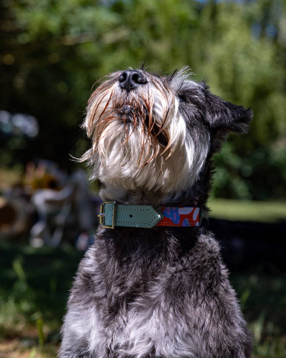 Hiro + Wolf - Vente Collier – chien - Collier pour chien aux champignons magiques2