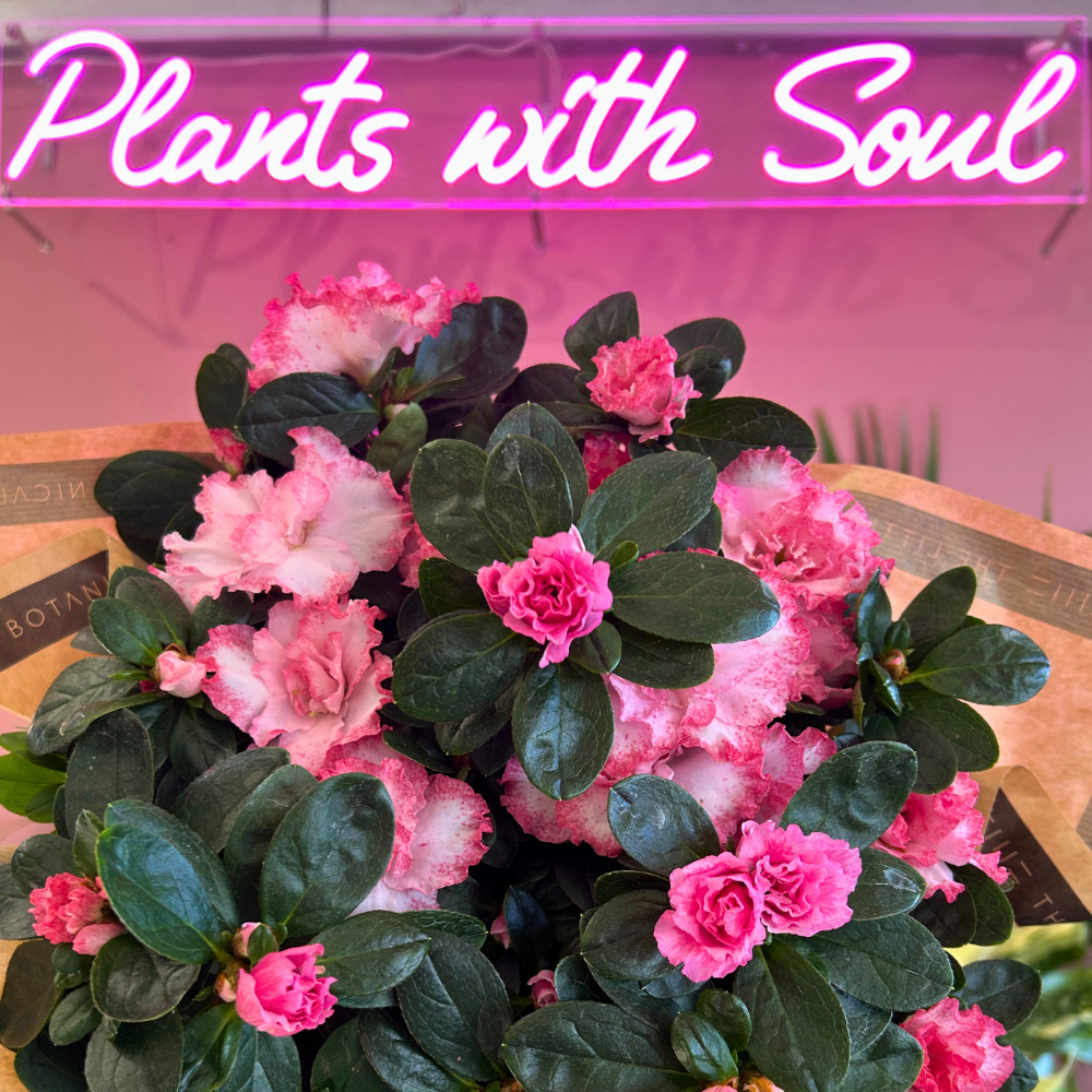 The Little Botanical – wholesale Live plant – Living Premium Azalea Mix – Gift Wrapped with Ribbon0