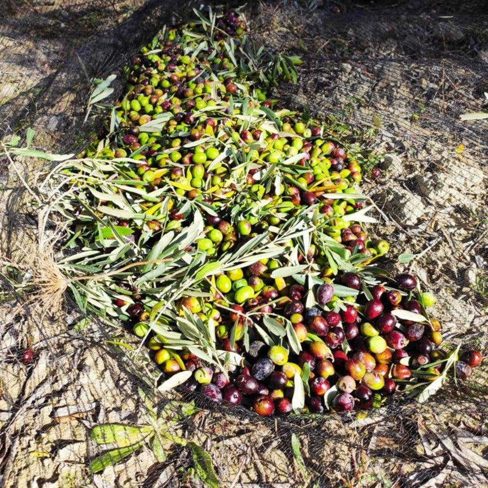 L'ABELLA MIEL – Großhandel Olivenöl – L'Abellamel natives Olivenöl extra in Dose – 500 ml1