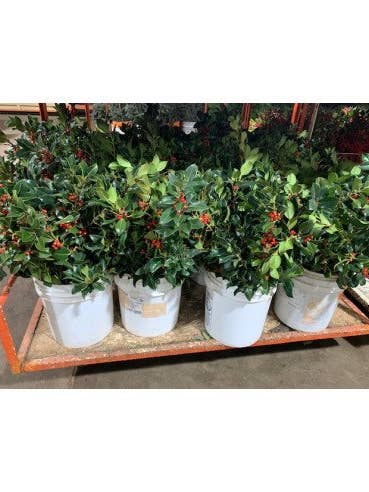 Green Holly with berries 50 stems for wholesale by Florasource