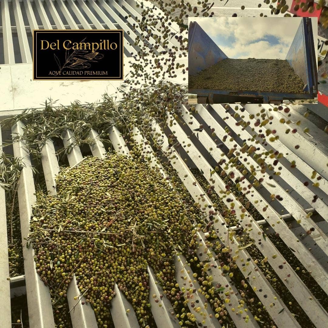 Del Campillo - Wholesale Olive Oil - PACK - 6 bottles EVOO del Campillo 100% Arbequina cold extraction. 500 ml bottle4