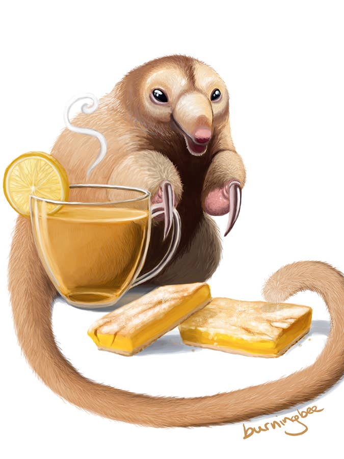 Chamomile Tea, Lemon Bars, & A Silky Anteater Art Print for wholesale by Burning Bee Illustration