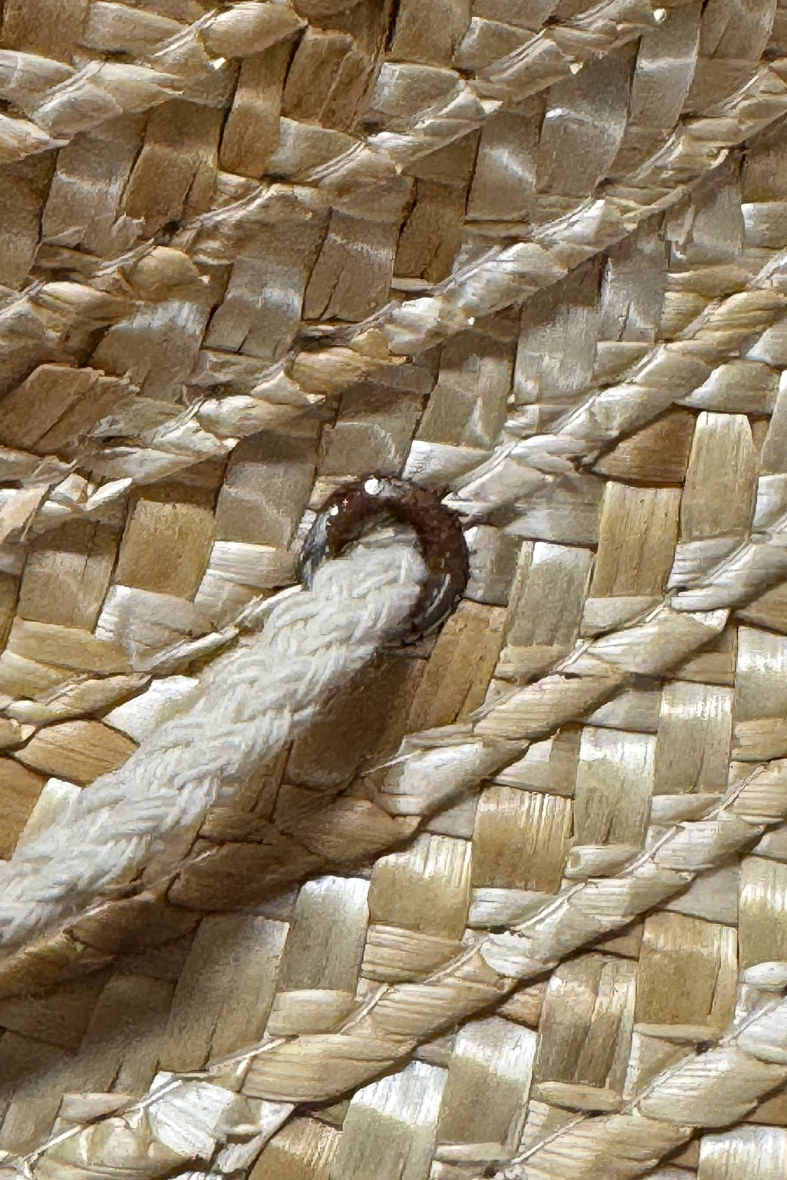 SÅSOM VISAS Quarterhorse Vetestrå Hatt för wholesale på Faire8