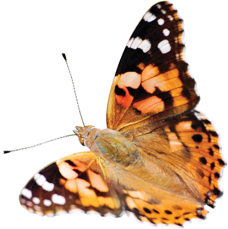 INSECT LORE - Wholesale Classic Toy - Kids - Original Butterfly Garden® Growing Kit with Voucher 15