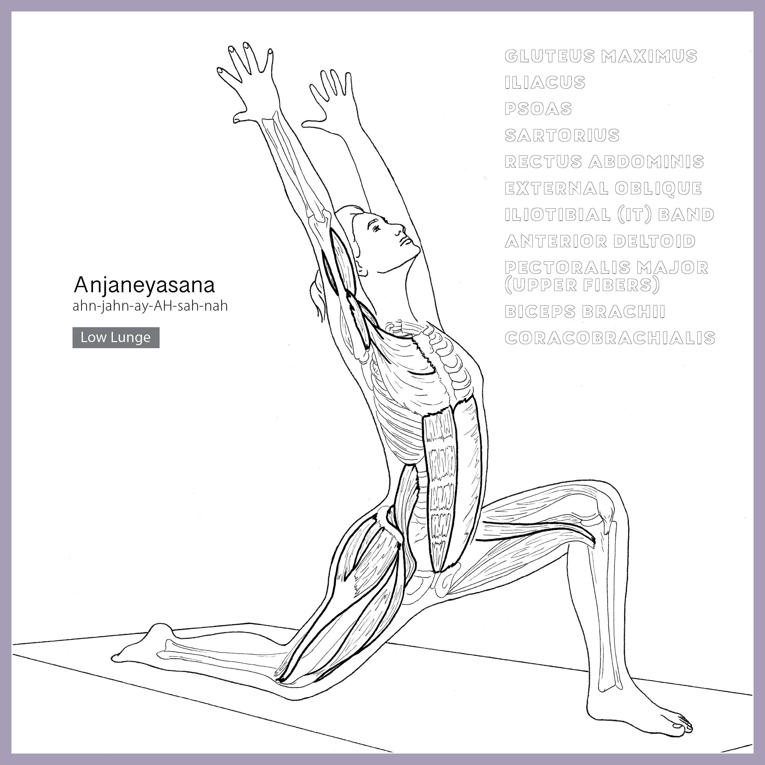 Mixed Media Resources LLC - Wholesale Coloring & Activity Book - Adult - The Yoga Anatomy Coloring Book: Pose by Pose2