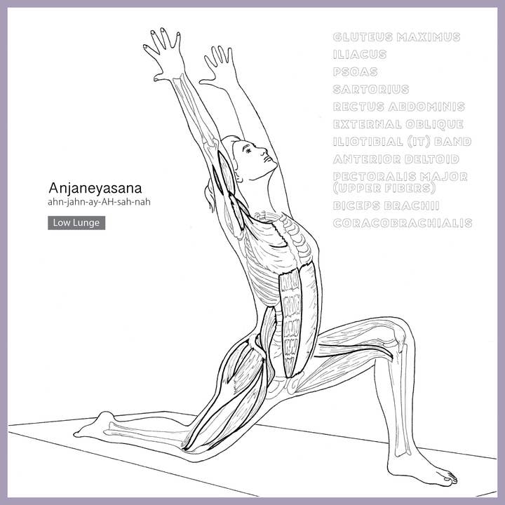 Mixed Media Resources LLC - Wholesale Coloring & Activity Book - Adult - The Yoga Anatomy Coloring Book: Pose by Pose2