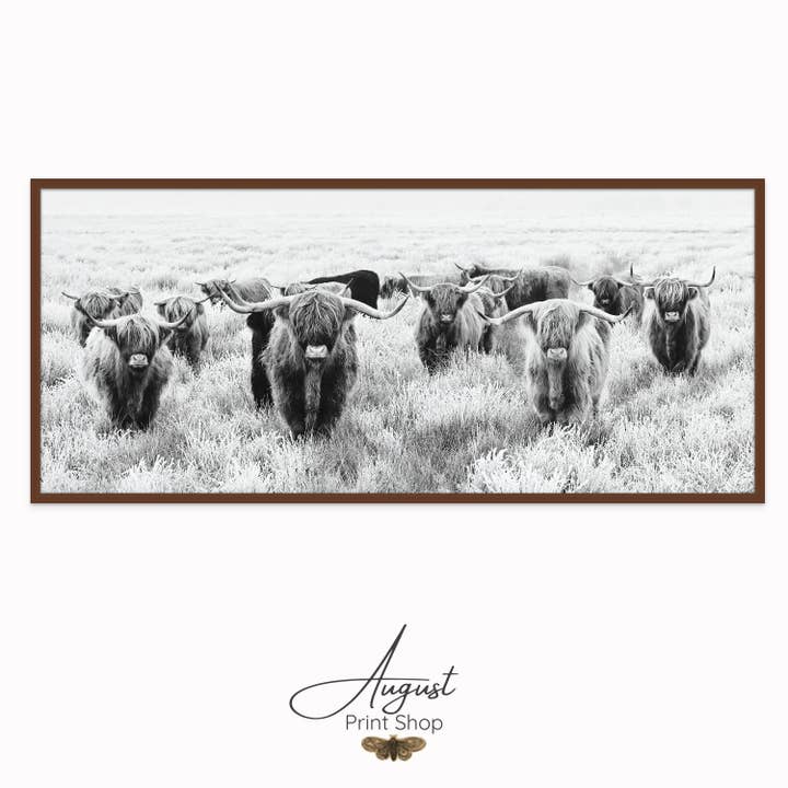 Troupeau noir et blanc de vaches Highland pour la vente par August Print Shop