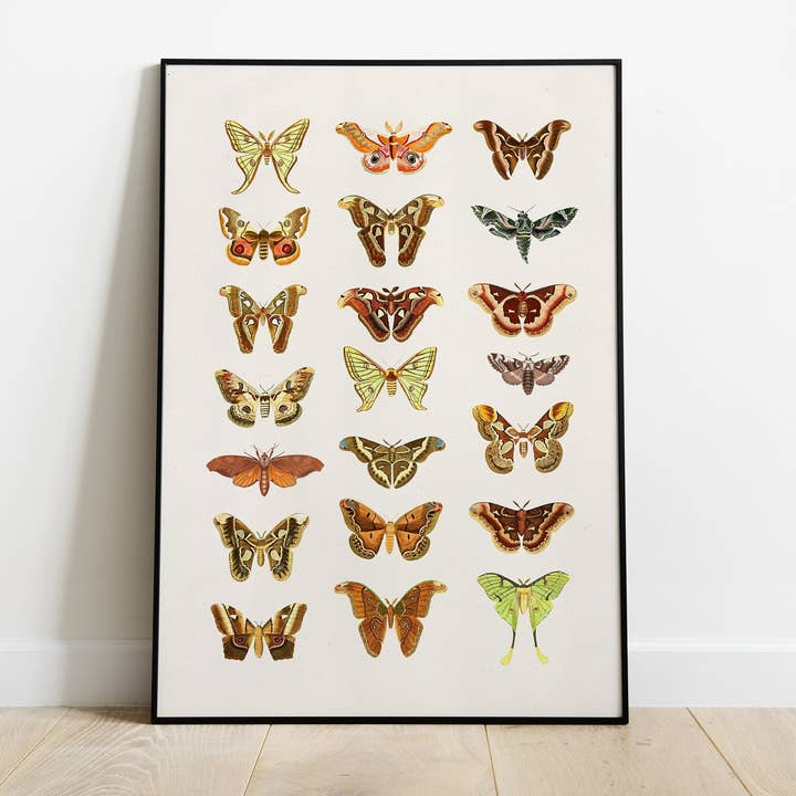 Moth and Butterflies Prints for wholesale by PRRINT!