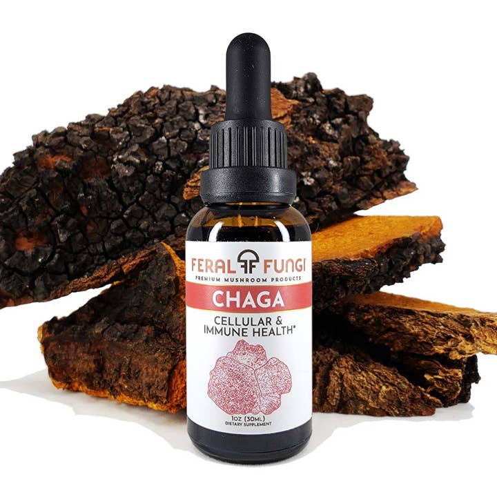 Feral Fungi - Wholesale Tincture - Chaga (Inonotus obliquus) Spagyric Tincture