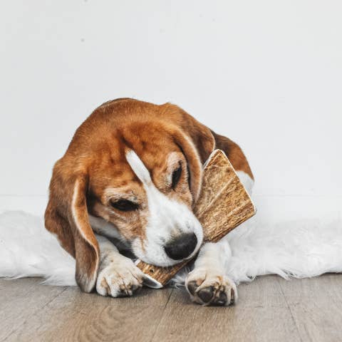 Evident - Wholesale Pet Bone/Rawhide - Dog - DINO - Deerwood chew for dogs8