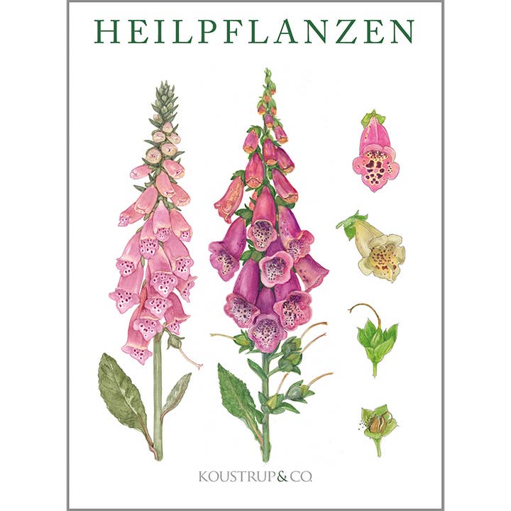 Koustrupco - Wholesale Everyday Greeting Card - Cardfolder Heilpflanzen - 8 cards w/envelopes (german)3