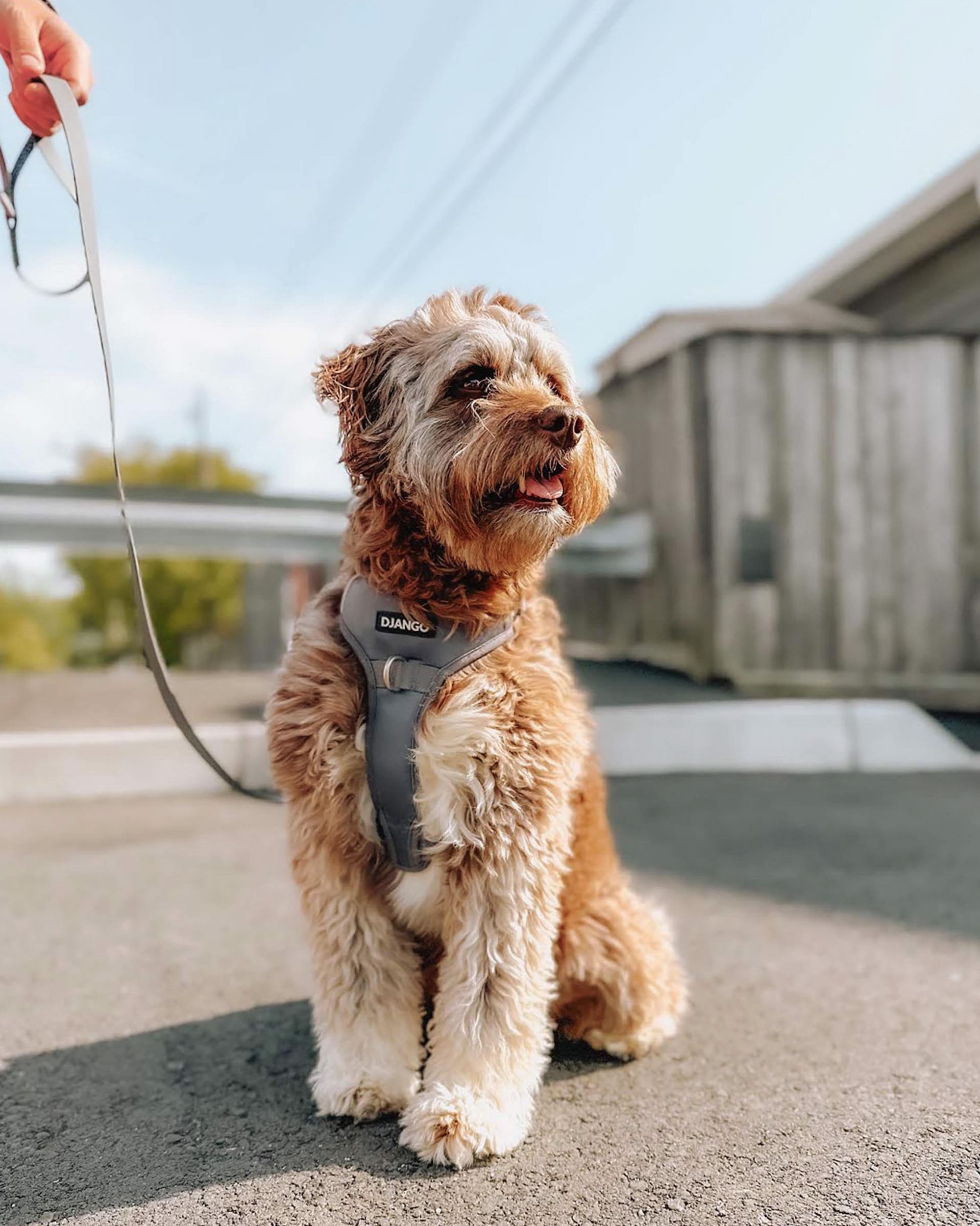 DJANGO - Wholesale Pet Harness - Dog - Tahoe No Pull Dog Harness - Poppy Seed Gray10