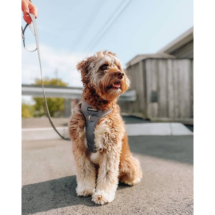 DJANGO - Wholesale Pet Harness - Dog - Tahoe No Pull Dog Harness - Poppy Seed Gray10