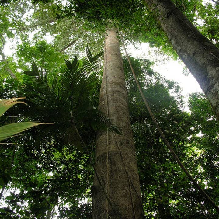 Natura Petz Organics - Vendita all'ingrosso Integratori - Cani e gatti - Jatoba Powder - Supporto antifungino, anticandida e digestivo* The Petz Kitchen Dogs and Cats3