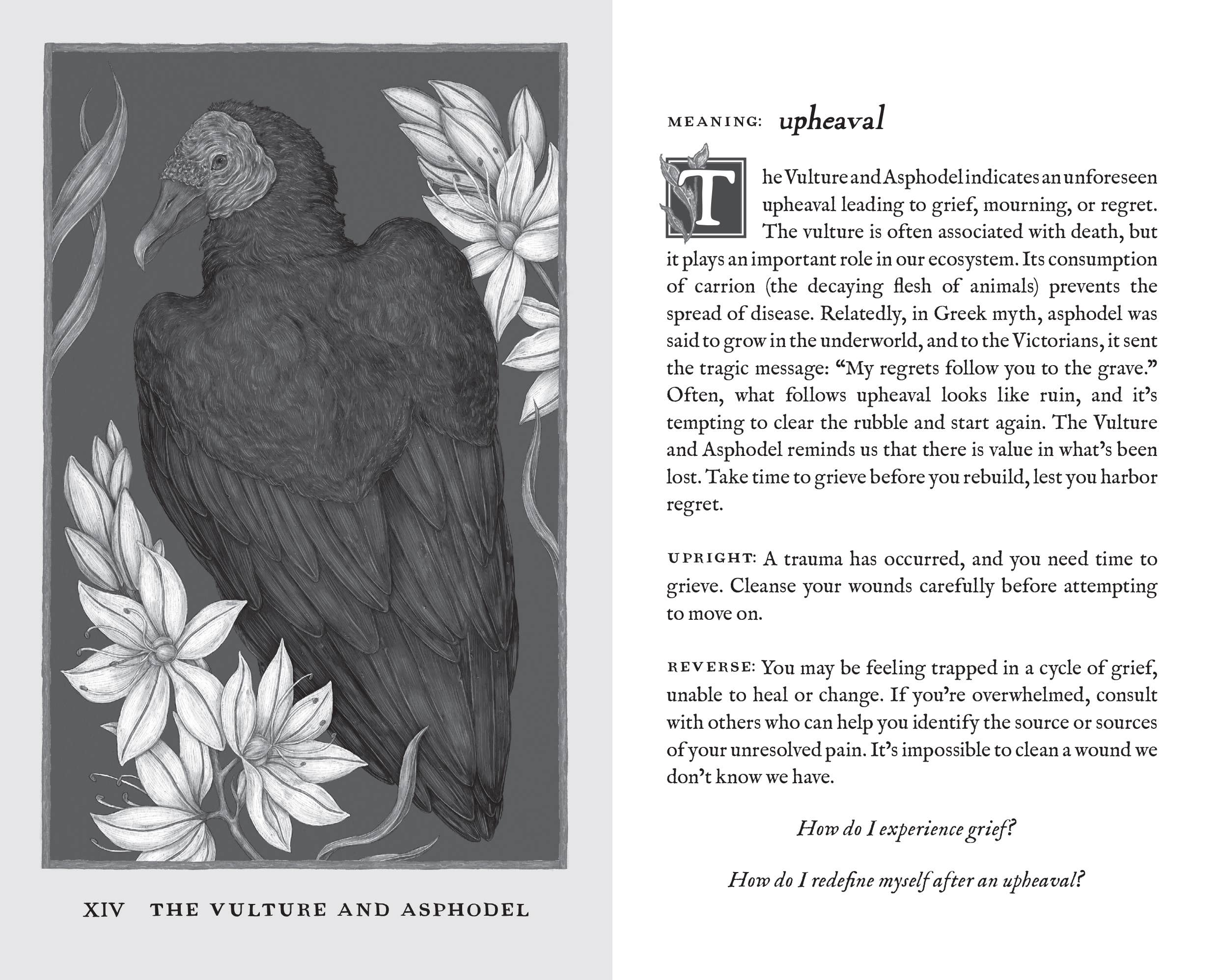 Simon & Schuster UK – wholesale Tarot cards – Woodland Wardens5