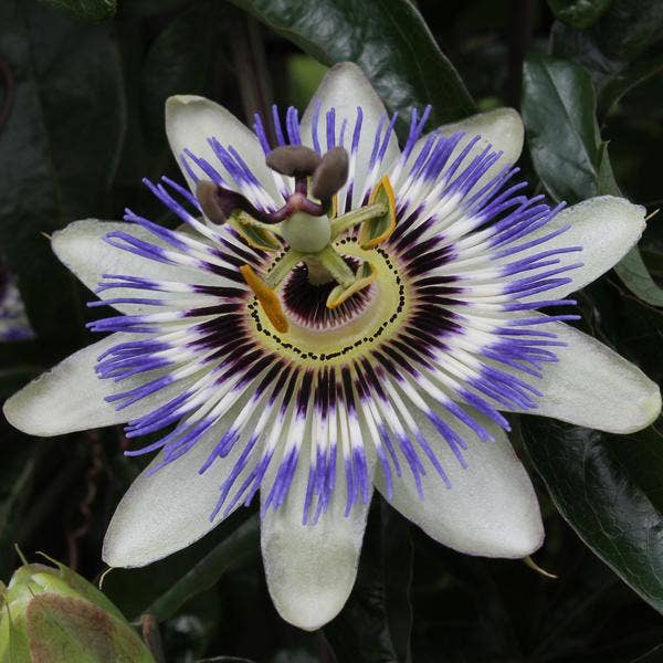Oasis of Life - Wholesale Live Plant - Blue Passionflower – Passiflora caerulea – Ø15cm – approx. 65cm high – Hardy climbing plant with exotic flowers – For pergola, fence & trellis2
