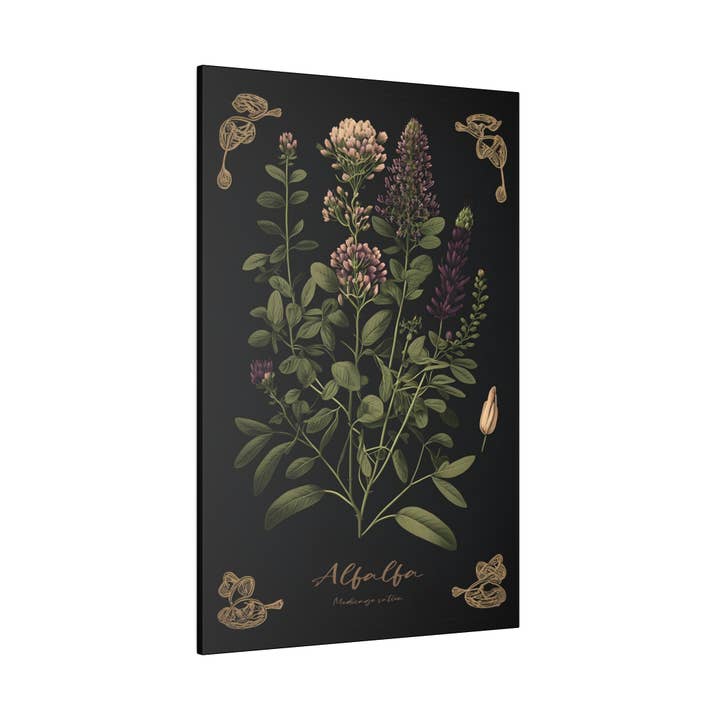 Print Pothecary - Wholesale Art Print - Dark Alfalfa Canvas Print - Herbal Art for Home or Office - Apothecary Decor5