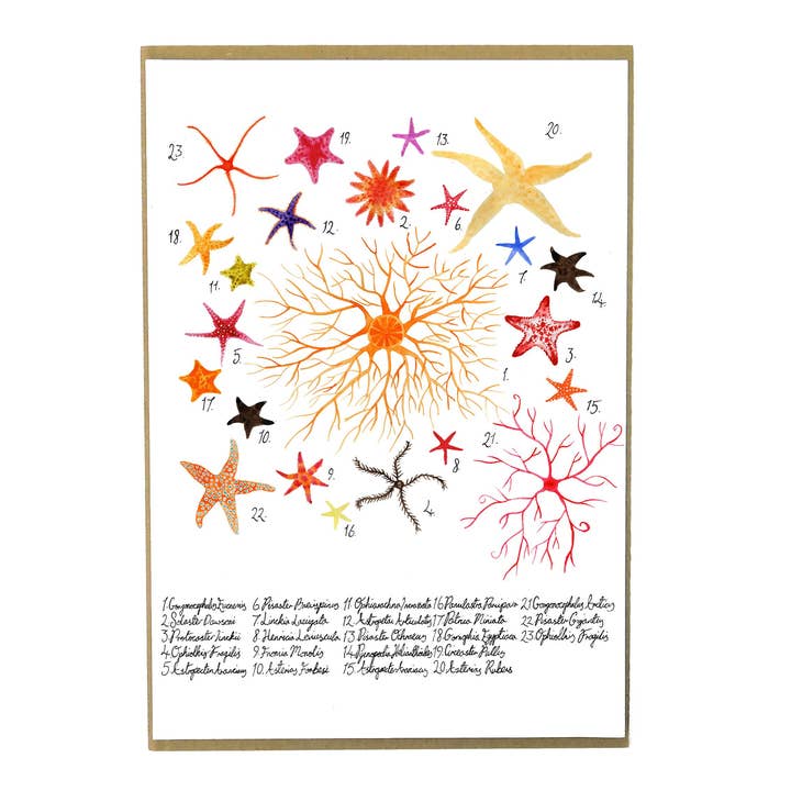 Asterozoa Starfish Art Print for wholesale by Bison Bindery