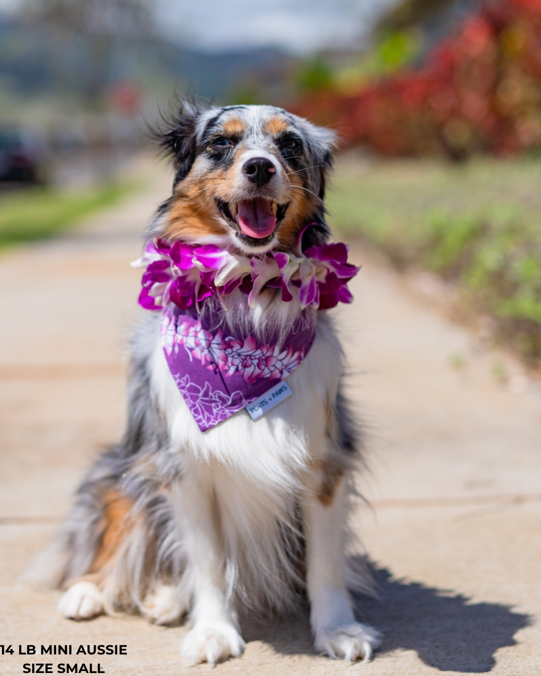 Ports and Paws – Großhandel Haustier-Bandana – Hund – SCHNELL TROCKNENDES HALSTUCH - ORCHID LEI1