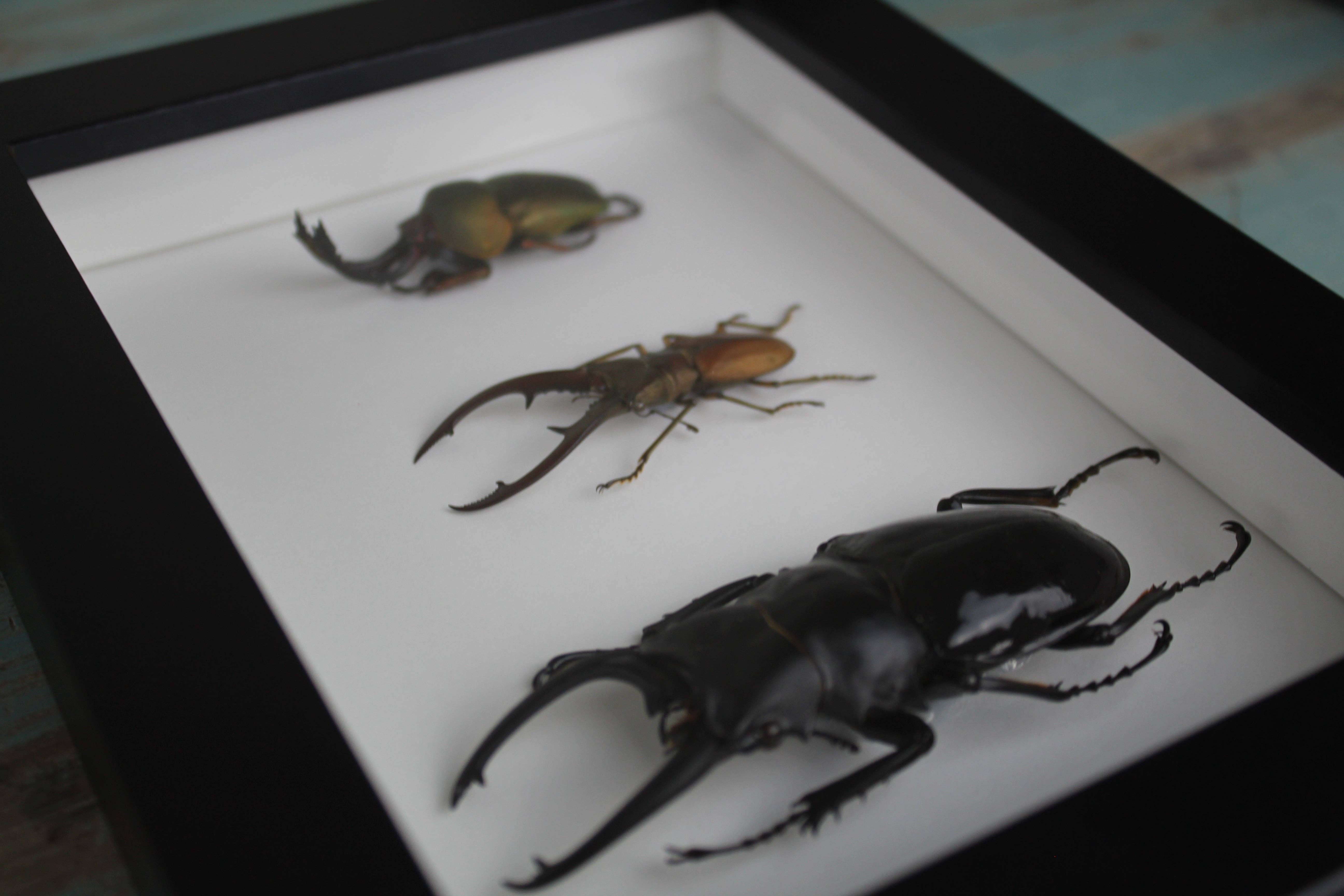 Newman Art Designs – wholesale Dimensionell/3D-väggkonst – Trippelhjortbaggar i en ram3