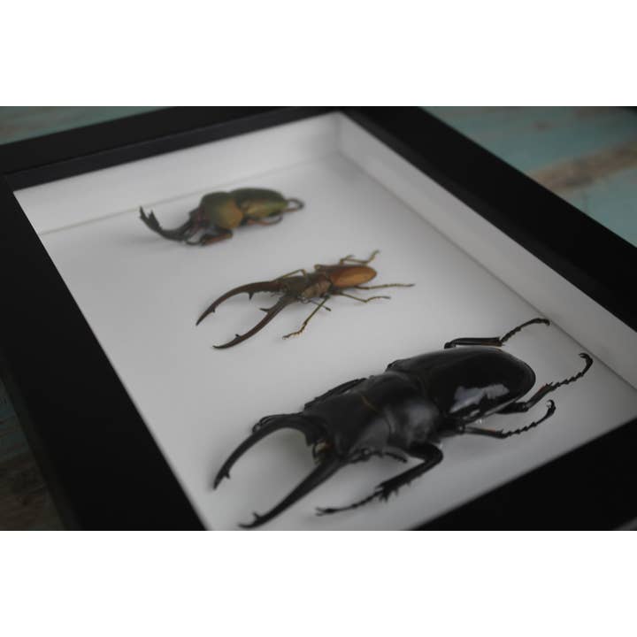 Newman Art Designs – wholesale Dimensionell/3D-väggkonst – Trippelhjortbaggar i en ram3