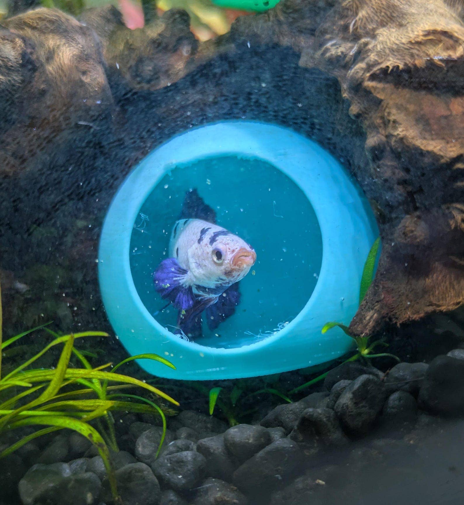 Jinx and Luna Exotics - Wholesale Pet Toy - Cat/Dog - Fish and Shrimp hide2