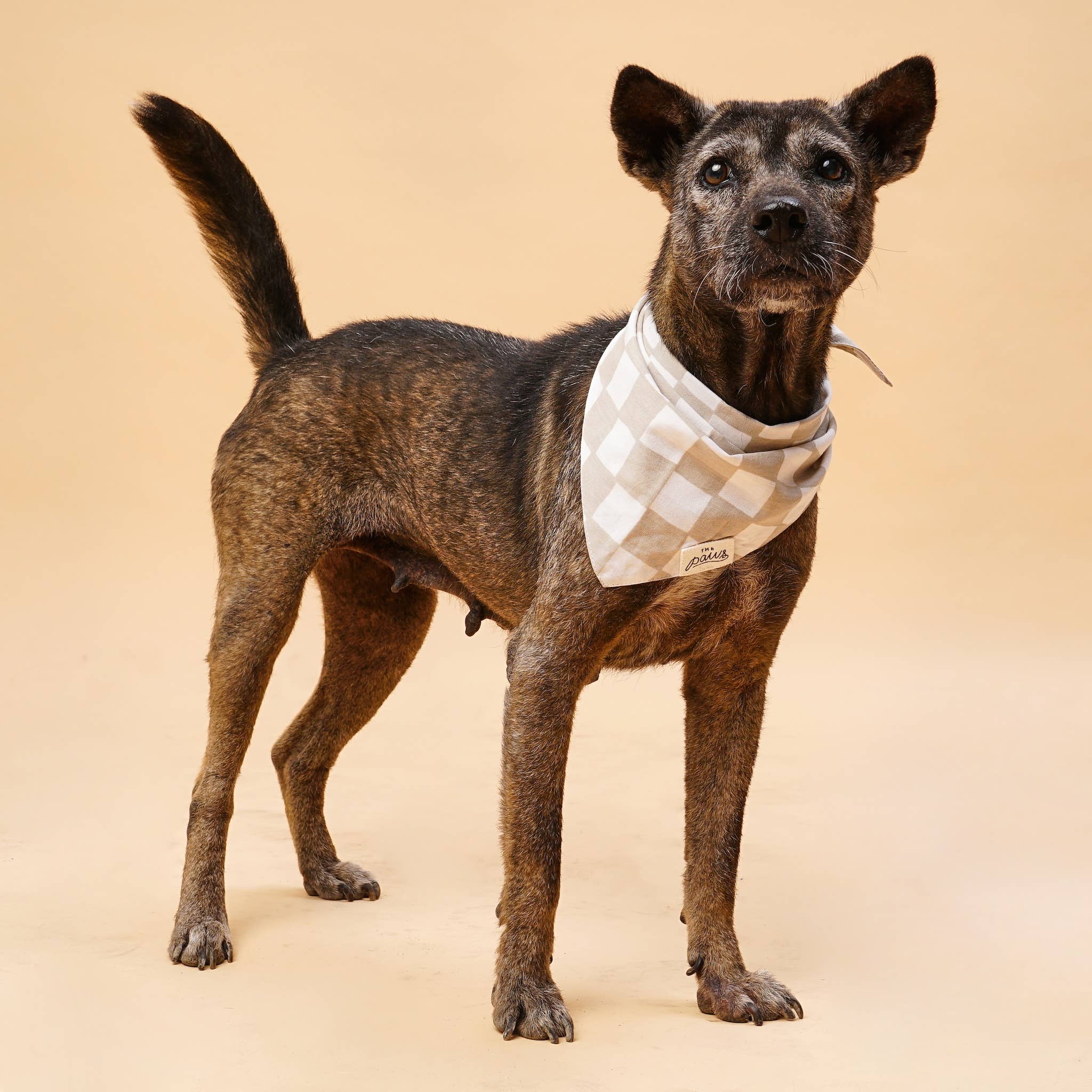 The Paws – Engroshandel Bandana - Hund – Checkers hundehalstørklæde2