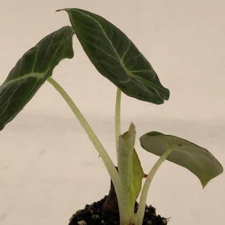 Dick's Sticks and Exotics - Wholesale Live Plant - Alocasia 6 plant variety. No pots.1