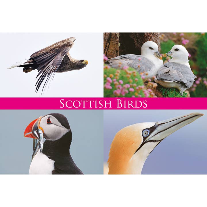 Medium Postcard Scottish Birds for wholesale by Island Blue Publishing