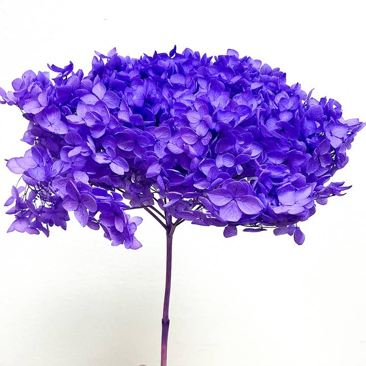 Preserved Hydrangea Flower - Vibrant Purple (S32) for wholesale by BLOOMINGFUL.COM