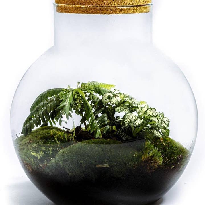 Dæktigere Biophytum for engroshandel hos Growing Concepts